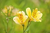 PRIMROSE HALL PEONIES, BEDFORDSHIRE: CLOSE UP PLANT PORTRAIT OF YELLOW FLOWERS OF ALSTROEMERIA FRIENDSHIP