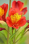 PRIMROSE HALL PEONIES, BEDFORDSHIRE: CLOSE UP PLANT PORTRAIT OF RED, YELLOW FLOWERS OF ALSTROEMERIA LUCCA