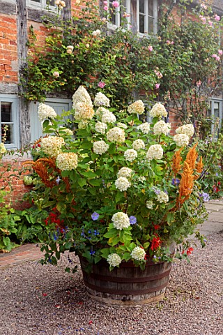 WOLLERTON_OLD_HALL_SHROPSHIRE_CONTAINER_BESIDE_THE_HOUSE_WOODEN_BARRELS_HYDRANGEA_LIMELIGHT_AMARANTH