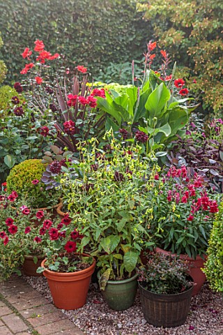 WOLLERTON_OLD_HALL_SHROPSHIRE_CONTAINERS_RED_FLOWERS_GREEN_POTS_CANNAS_NICOTIANA_LANGSDORFFII_ROSA_F