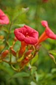 WOLLERTON OLD HALL, SHROPSHIRE: CLOSE UP OF RED, ORNAGE FLOWERS, BLOOMS OF CAMPSIS MADAME GALEN, CLIMBING, CLIMBERS