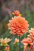 WOLLERTON OLD HALL, SHROPSHIRE: CLOSE UP OF YELLOW, APRICOT, ORANGE FLOWERS OF DAHLIA CHARLIE DIMMOCK, FLOWERING, BLOOMS, BLOOMING, WATERLILY FLOWERED