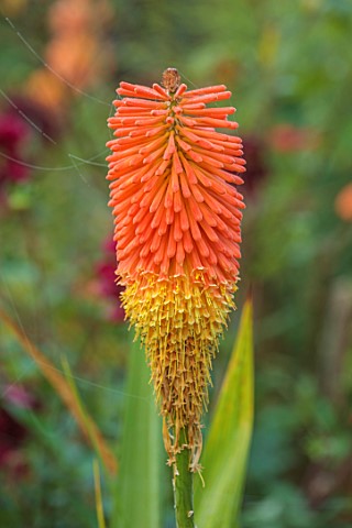 WOLLERTON_OLD_HALL_SHROPSHIRE_CLOSE_UP_OF_ORANGE_FLOWERS_OF_KNIPHOFIA_NOBILIS_FLOWERING_BLOOMS_BLOOM