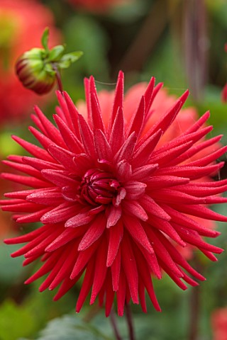 WOLLERTON_OLD_HALL_SHROPSHIRE_CLOSE_UP_OF_RED_FLOWERS_OF_DAHLIA_DORIS_DAY_FLOWERING_BLOOMS_BLOOMING_
