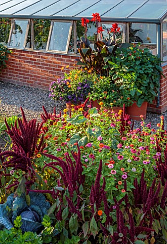 MORTON_HALL_WORCESTERSHIRE_KITCHEN_GARDEN_AMARANTHUS_PYGMY_TORCH_ZINNIA_CUPID_MIXED_CONTAINER_CANNA_