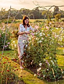 ASHBROOK HOUSE, NORTHAMPTONSHIRE: DESIGNER JOSEPHINE MAYDON IN VEGETABLE GARDEN, POTAGER, SUNSET, EVENING LIGHT, WILLOW TUNNELS OF SWEET PEAS, WOODEN BENCH, VEGETABLES, CUTTING