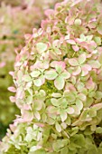 SMALL TOWN, CITY GARDEN DESGNED BY ALASDAIR CAMERON, LONDON: CLOSE UP OF GREEN AND PINK FLOWERS OF HYDRANGEA