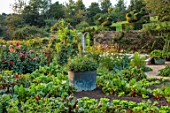 ROCKCLIFFE, GLOUCESTERSHIRE: THE WALLED KITCHEN GARDEN, VEGETABLES, COUNTRY, POTAGER, COPPER CONTAINER, DAHLIAS, CHARD, COSMOS