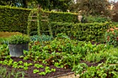 ROCKCLIFFE, GLOUCESTERSHIRE: POTAGER, VEGETABLE, KITCHEN, GARDEN, COUNTRY, HEDGES, HEDGING, ARCHES, CHARD, RUBY CHARD, LETTUCES