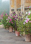 ROCKCLIFFE, GLOUCESTERSHIRE: TERRACOTTA CONTAINERS PLANTED WITH COSMOS AND SALVIA AMISTAD, POTS, SUMMER