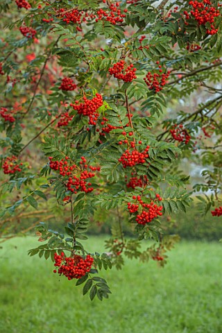 ROCKCLIFFE_GLOUCESTERSHIRE_RED_BERRIES_OF_SORBUS_IN_THE_SORBARIUM_TREES