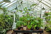 ROCKCLIFFE, GLOUCESTERSHIRE: INSIDE OF GREENHOUSE, GLASSHOUSE IN SEPTEMBER