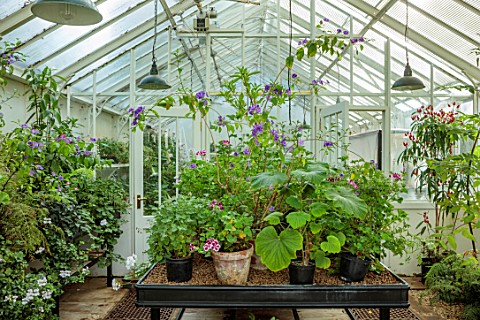 ROCKCLIFFE_GLOUCESTERSHIRE_INSIDE_OF_GREENHOUSE_GLASSHOUSE_IN_SEPTEMBER