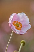 BOWCLIFFE HALL, YORKSHIRE: DESIGN ALISTAIR BALDWIN: PINK FLOWERS OF ANEMONE X HYBRIDA SEPTEMBER CHARM, BLOOMS, SEPTEMBER, FALL, FLOWERING, BLOOMING, PERENNIAL