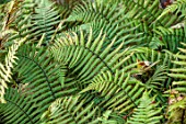 BOWCLIFFE HALL, YORKSHIRE: DESIGN ALISTAIR BALDWIN: CLOSE UP OF GREEN FOLIAGE, LEAVES OF FERN, DRYOPTERIS WALLICHIANA, FRONDS, SEPTEMBER, WOODLAND, SHADE, SHADY