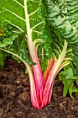 CLOSE UP OF RED STALKS, GREEN LEAVES OF CHARD PEPPERMINT, VEGETABLES, EDIBLES