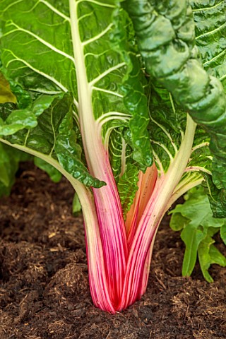 CLOSE_UP_OF_RED_STALKS_GREEN_LEAVES_OF_CHARD_PEPPERMINT_VEGETABLES_EDIBLES