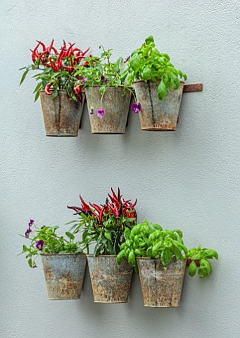 CHELSEA_2021__METAL_CONTAINERS_ON_WALL_PLANTED_WITH_HERBS__CHILLI_BASIL_SPICES_HERB_GARDEN