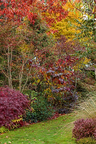WILD_THYME_COTTAGE_STAFFORDSHIRE_LAWN_BORDERS_AUTUMN_FOLIAGE_FALL_CERCIS_CANADENSIS_FOREST_PANSIES_M