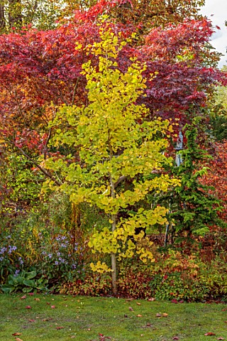 WILD_THYME_COTTAGE_STAFFORDSHIRE_LAWN_BORDER_AUTUMN_FALL_NOVEMBER_YELLOW_LEAVES_OF_GINGKO_BILOBA_RED