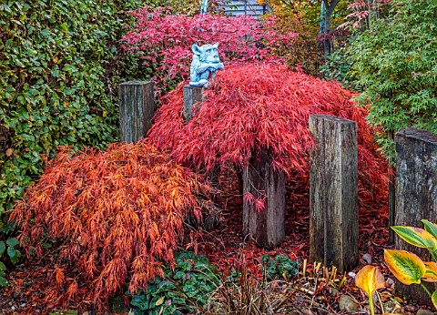 WILD_THYME_COTTAGE_STAFFORDSHIRE_AUTUMN_FALL_NOVEMBER_RED_LEAVES_OF_MAPLES_ACERS_WOODEN_POSTS_TREES