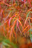 WILD THYME COTTAGE, STAFFORDSHIRE: CLOSE UP OF ORANGE LEAVES, FOLIAGE OF MAPLE, ACER KOTO NO ITO, TREES, DECIDUOUS, FALL