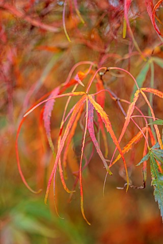 WILD_THYME_COTTAGE_STAFFORDSHIRE_CLOSE_UP_OF_ORANGE_LEAVES_FOLIAGE_OF_MAPLE_ACER_KOTO_NO_ITO_TREES_D