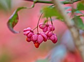 WILD THYME COTTAGE, STAFFORDSHIRE: CLOSE UP OF PINK, ORANGE FRUITS OF EUONYMUS EUROPAEUS RED CASCADE, FALL, SHRUBS, BERRIES, AUTUMN, SPINDLE TREE