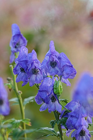 WILD_THYME_COTTAGE_STAFFORDSHIRE_CLOSE_UP_OF_BLUE_FLOWERS_OF_ACONITUM_CARMICHAELII_ARENDSII_MONKSHOO