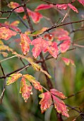 WILD THYME COTTAGE, STAFFORDSHIRE: AUTUMN FOLIAGE, PINK, RED, ORANGE LEAVES OF ACER GRISEUM, FALL, EVERGREEN, SHRUBS, TREES