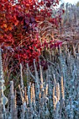 GREEN AND GORGEOUS FLOWERS, OXFORDSHIRE: RED AUTUMN FOLIAGE OF COTINUS ON A FROSTY MORNING IN THE NURSERY BEDS, FALL, LEAVES, FROST, OCTOBER