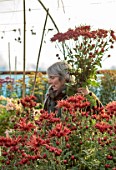 GREEN AND GORGEOUS FLOWERS, OXFORDSHIRE: RACHEL SIEGRIED PICKING ORANGE, BROWN, BRONZE FLOWERS OF CHRYSANTHEMUM SPIDER BRONZE, AUTUMN, OCTOBER, PINK, BLOOMS, FALL