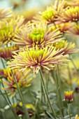 GREEN AND GORGEOUS FLOWERS, OXFORDSHIRE: YELLOW, PINK FLOWERS OF CHRYSANTHEMUM TULA IMPROVED, AUTUMN, OCTOBER, PINK, BLOOMS, FALL