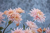 GREEN AND GORGEOUS FLOWERS, OXFORDSHIRE: SALMON, PEACH, APRICOT, PINK, ORANGE FLOWERS OF CHRYSANTHEMUM AVIGNON, AUTUMN, OCTOBER, PINK, BLOOMS, FALL