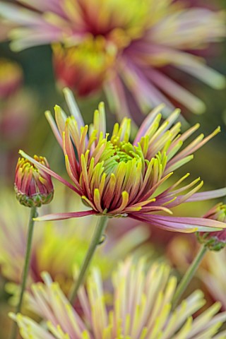 GREEN_AND_GORGEOUS_FLOWERS_OXFORDSHIRE_YELLOW_PINK_FLOWERS_OF_CHRYSANTHEMUM_TULA_IMPROVED_AUTUMN_OCT