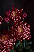 GREEN AND GORGEOUS FLOWERS, OXFORDSHIRE: RED, PINK FLOWERS OF CHRYSANTHEMUM BIGOUDI BRONZE, AUTUMN, OCTOBER, PINK, BLOOMS, FALL