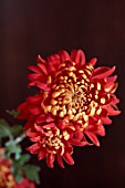 GREEN AND GORGEOUS FLOWERS, OXFORDSHIRE: YELLOW, GOLD, ORANGE FLOWERS OF CHRYSANTHEMUM HANENBURG, AUTUMN, OCTOBER, PINK, BLOOMS, FALL