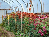 GREEN AND GORGEOUS FLOWERS, OXFORDSHIRE: CHRYSANTHEMUMS GROWING IN THE POLYTUNNEL AT GREEN AND GORGEOUS, OCTOBER, FALL, AUTUMN