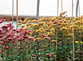 GREEN AND GORGEOUS FLOWERS, OXFORDSHIRE: CHRYSANTHEMUMS TULA SHARLETTA, TULA IMPROVED, GROWING IN THE POLYTUNNEL AT GREEN AND GORGEOUS, OCTOBER, FALL, AUTUMN
