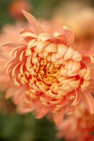 GREEN_AND_GORGEOUS_FLOWERS_OXFORDSHIRE_YELLOW_PINK_FLOWERS_OF_CHRYSANTHEMUM_SALMON_ALLOUISE_AUTUMN_O