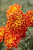 GREEN AND GORGEOUS FLOWERS, OXFORDSHIRE: YELLOW, GOLD, ORANGE FLOWERS OF CHRYSANTHEMUM HANENBURG, AUTUMN, OCTOBER, PINK, BLOOMS, FALL