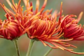 GREEN AND GORGEOUS FLOWERS, OXFORDSHIRE: ORANGE, BROWN, BRONZE FLOWERS OF CHRYSANTHEMUM SPIDER BRONZE, AUTUMN, OCTOBER, PINK, BLOOMS, FALL
