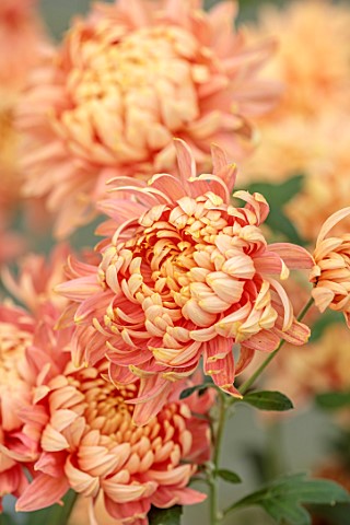 GREEN_AND_GORGEOUS_FLOWERS_OXFORDSHIRE_YELLOW_PINK_FLOWERS_OF_CHRYSANTHEMUM_SALMON_ALLOUISE_AUTUMN_O