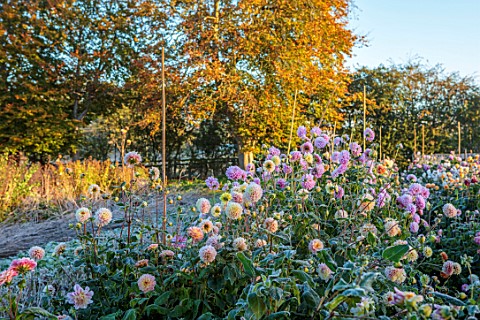 GREEN_AND_GORGEOUS_FLOWERS_OXFORDSHIRE_FLOWERS_OF_DAHLIAS_ON_A_FROSTY_MORNING_IN_THE_NURSERY_BEDS_FA