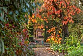 SPETCHLEY PARK GARDENS, WORCESTERSHIRE: WALLED GARDEN, ORANGE LEAVES OF VITIS COIGNETIAE DRIPPING FROM TREE, PATHS, AUTUMN, OCTOBER, FALL, FOLIAGE, SHRUBS, CRIMSON GLORY VINE