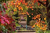 SPETCHLEY PARK GARDENS, WORCESTERSHIRE: WALLED GARDEN, ORANGE LEAVES OF VITIS COIGNETIAE DRIPPING FROM TREE, PATHS, AUTUMN, OCTOBER, FALL, FOLIAGE, SHRUBS, CRIMSON GLORY VINE
