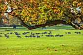 SPETCHLEY PARK GARDENS, WORCESTERSHIRE: AUTUMN, OCTOBER, FALL, FOLIAGE, TREES, LAWN, GEESE