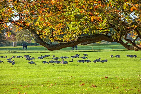 SPETCHLEY_PARK_GARDENS_WORCESTERSHIRE_AUTUMN_OCTOBER_FALL_FOLIAGE_TREES_LAWN_GEESE