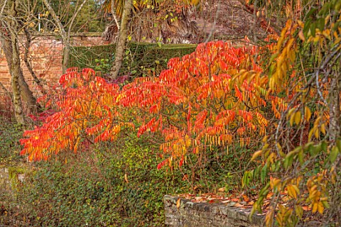 SPETCHLEY_PARK_GARDENS_WORCESTERSHIRE_POOL_POND_AUTUMN_FALL_FOLIAGE_ORANGE_LEAVES_OF_RHUS_TYPHINA_RA