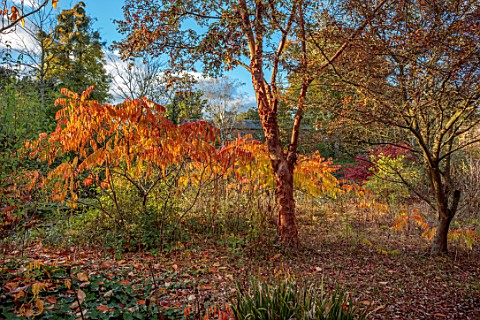SPETCHLEY_PARK_GARDENS_WORCESTERSHIRE_AUTUMN_OCTOBER_FALL_FOLIAGE_TREES_SHRUBS_RHUS_TYPHINA_RADIANCE